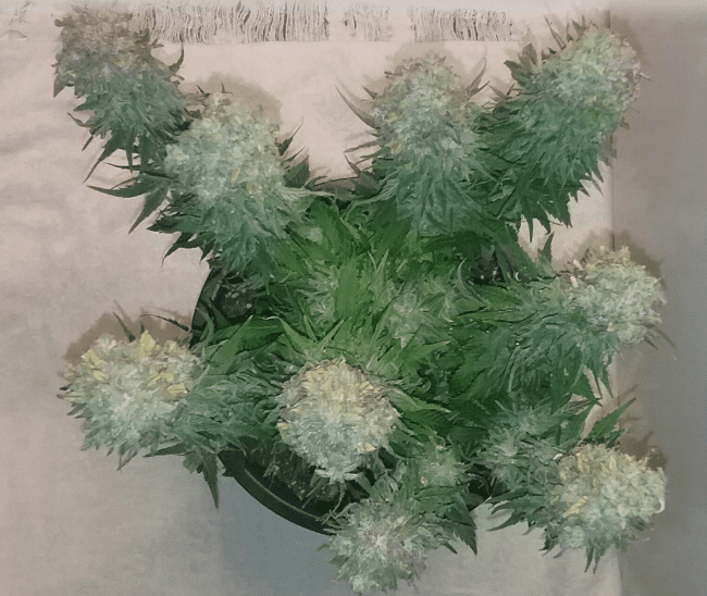 TBHyperLemon82019