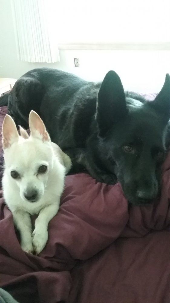 Tbpups