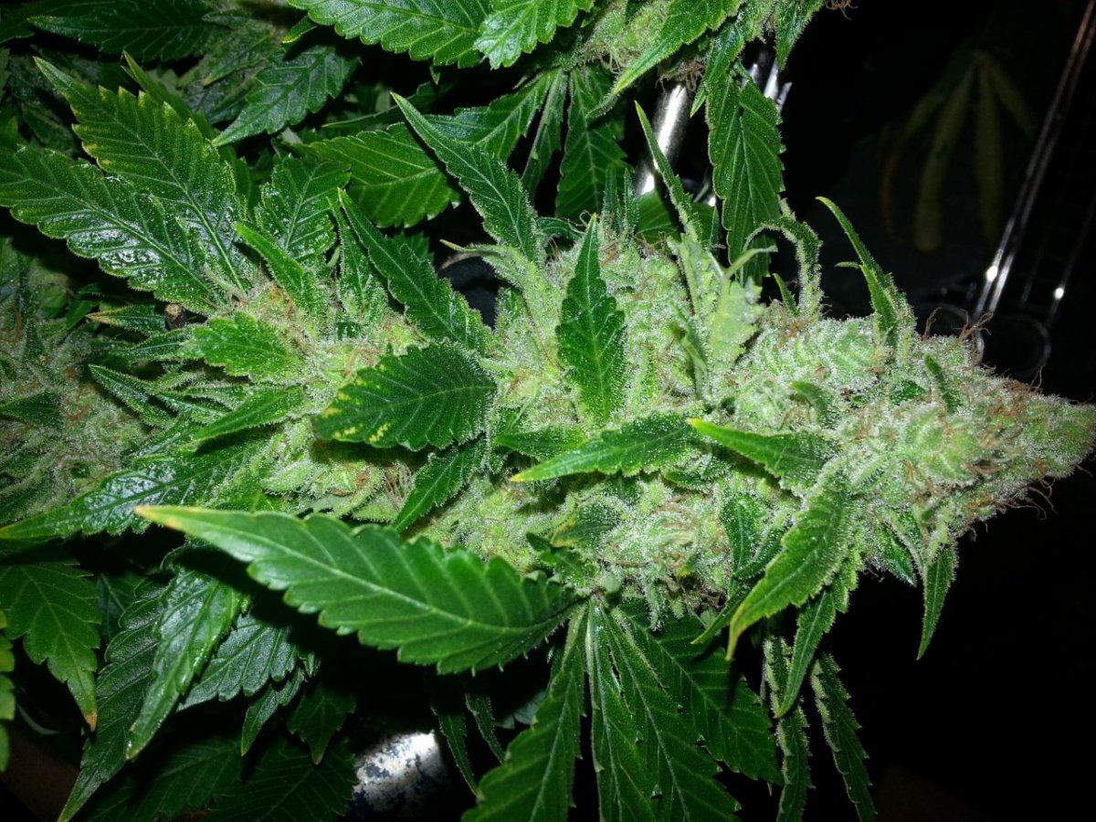 Tck5 harvest ff0612