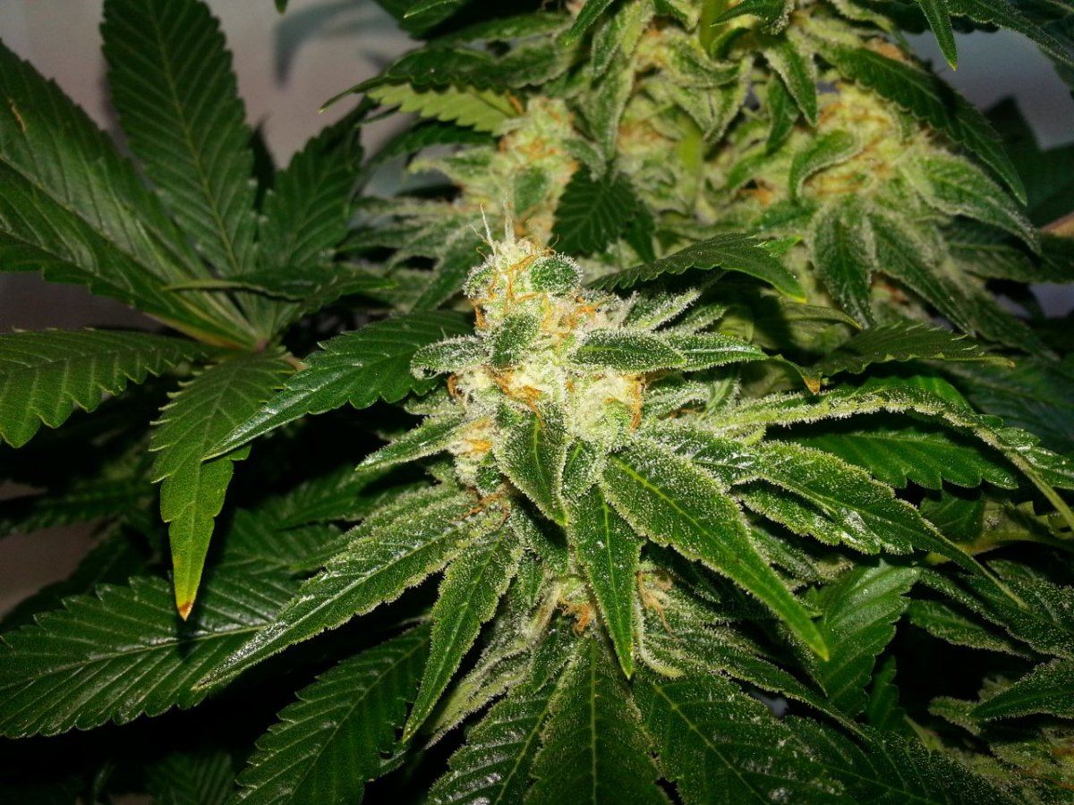 Tck6 flower