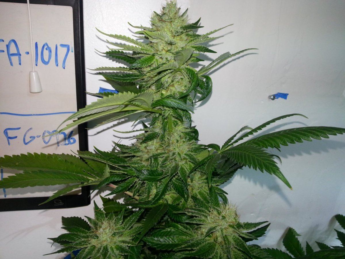Tck7 kola