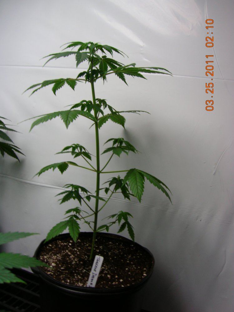 TD Replant