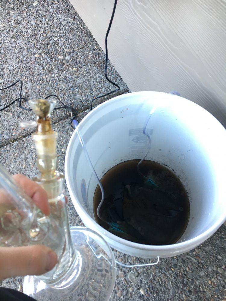Tea1