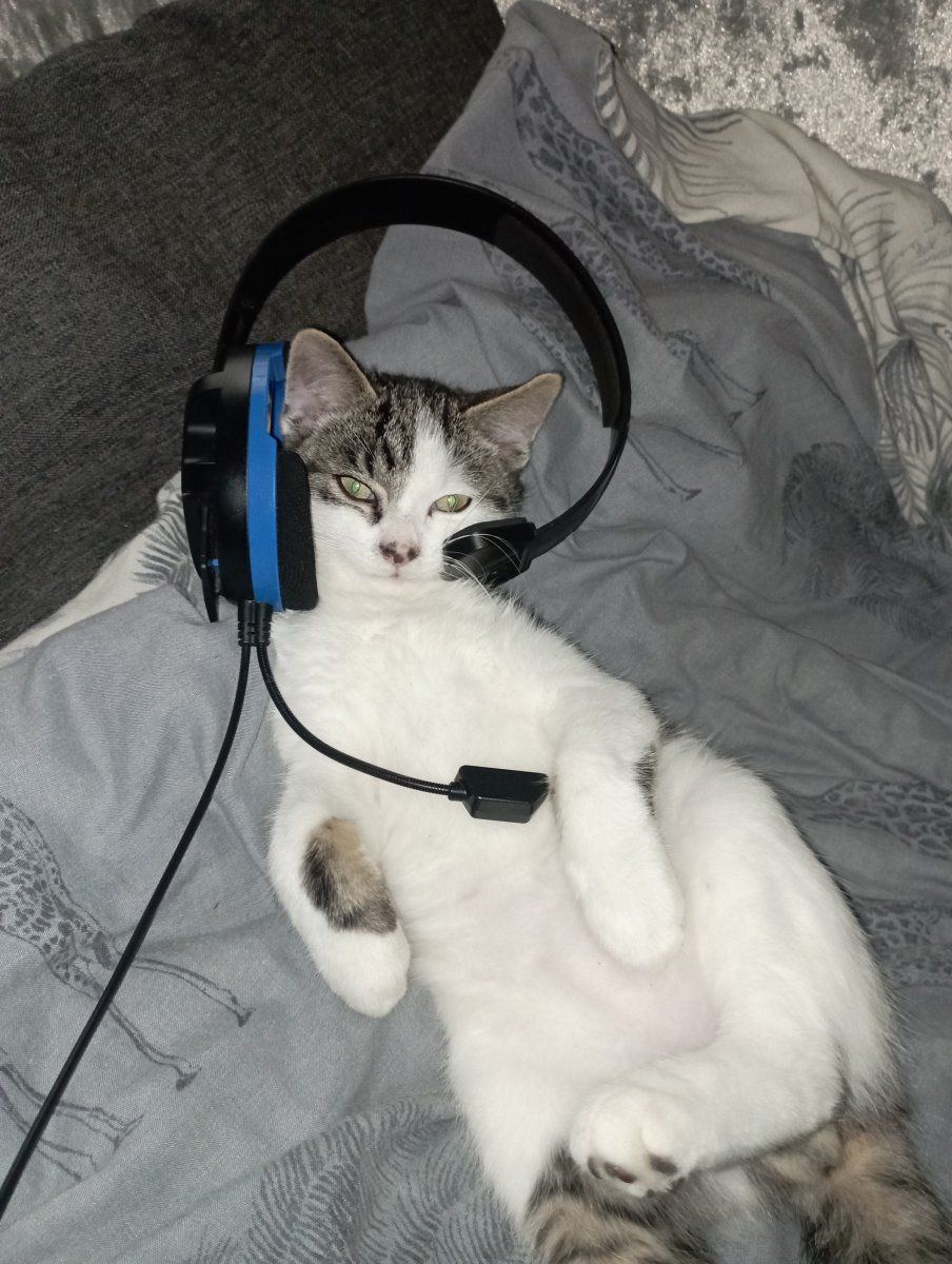 Techheadkitten