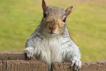 Techheadsquirrel