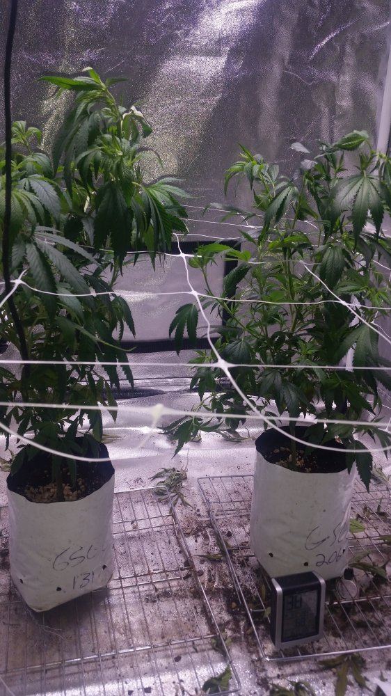 Teenage Clones - THCFarmer