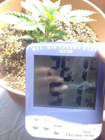 Temp1