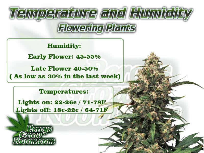 Temperatures and humidity for flowering cannabis plants