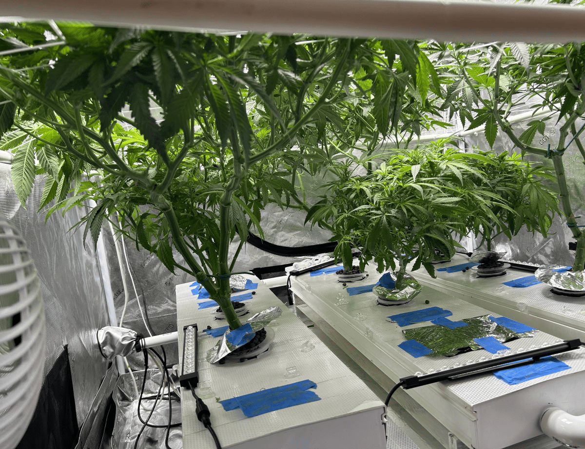 TempImageb45JJ6