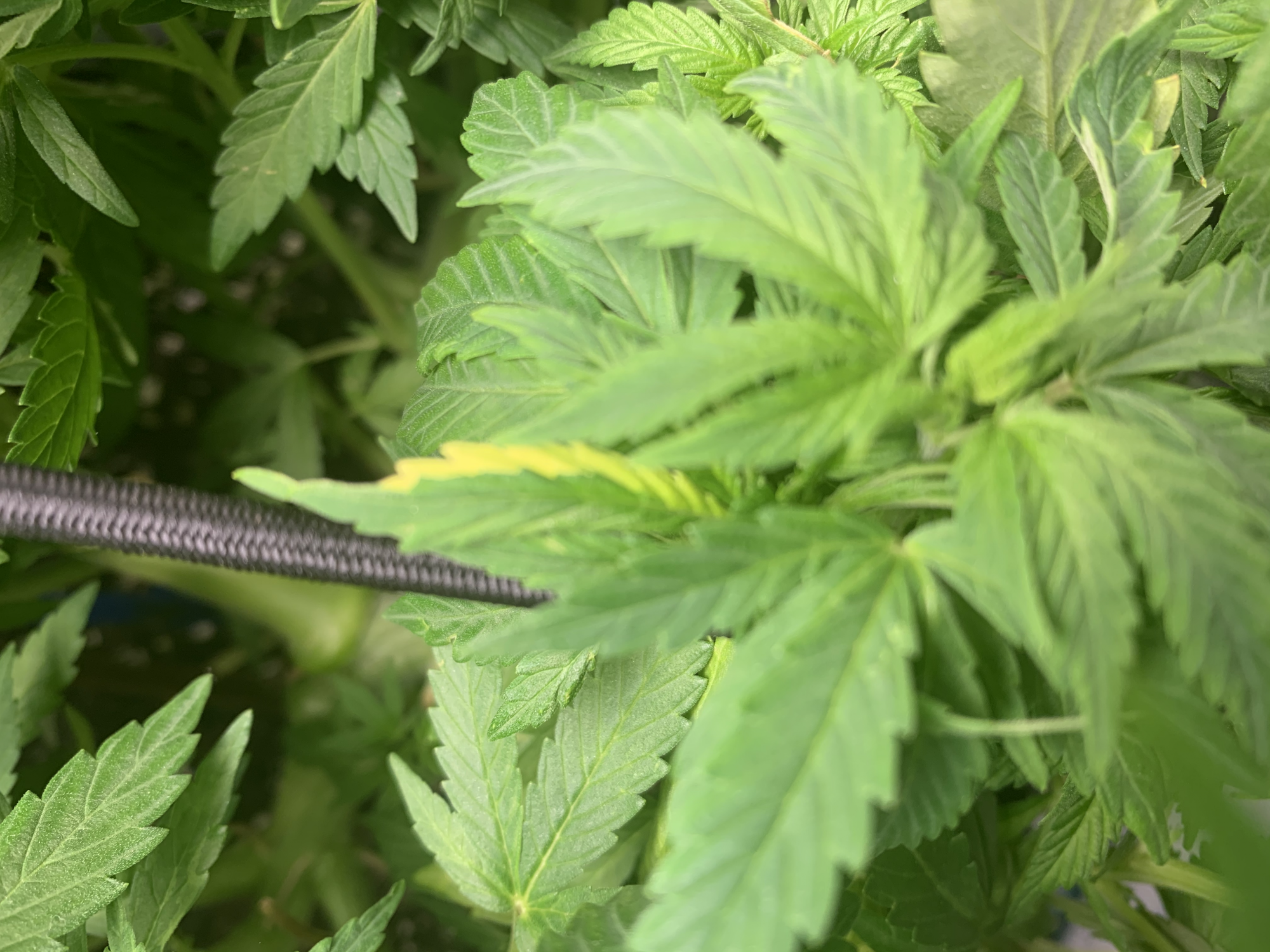 TempImageEFAxA8