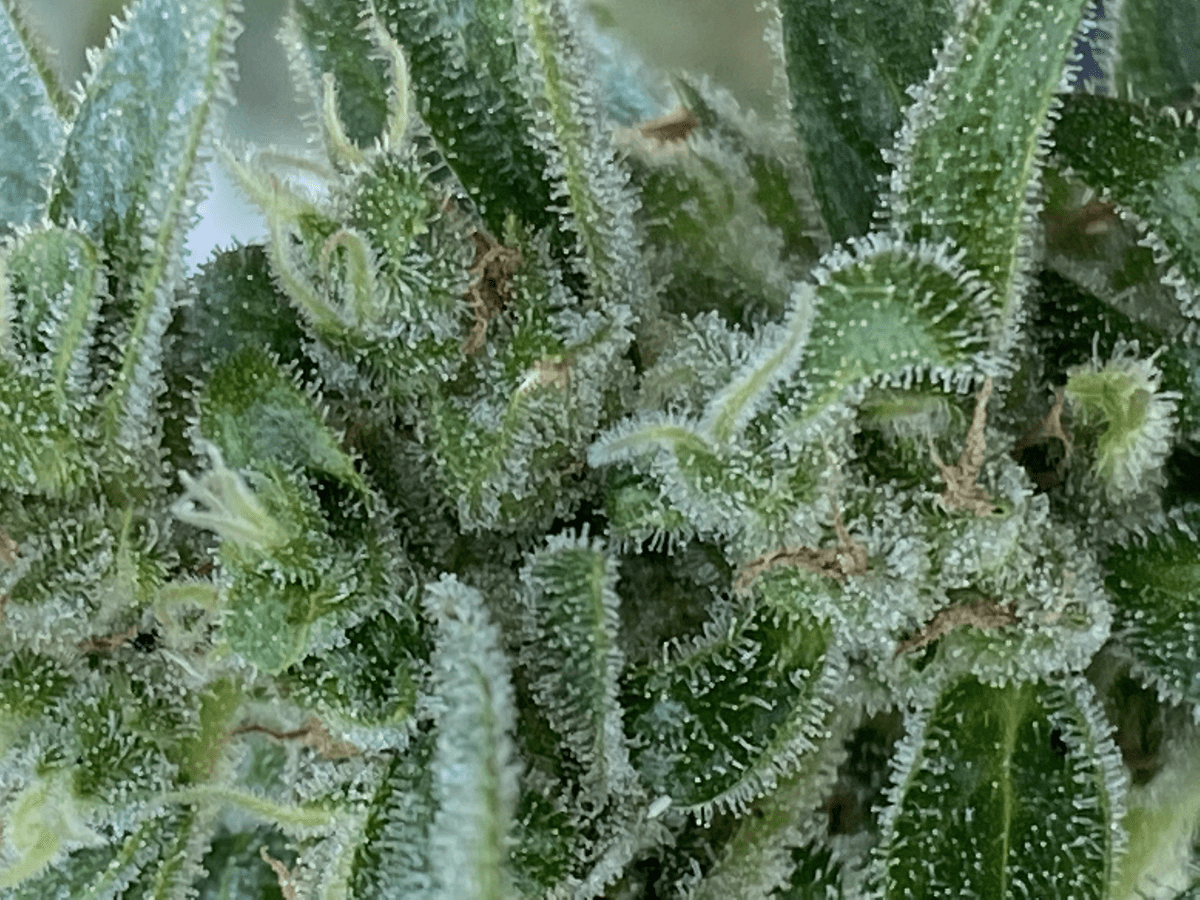 TempImagejeXA3b