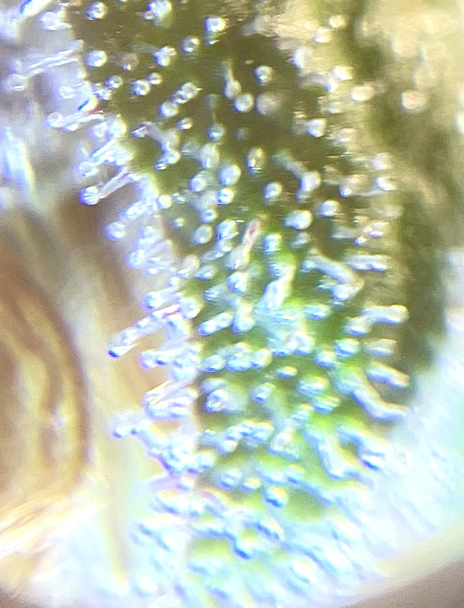 TempImagejmmby9