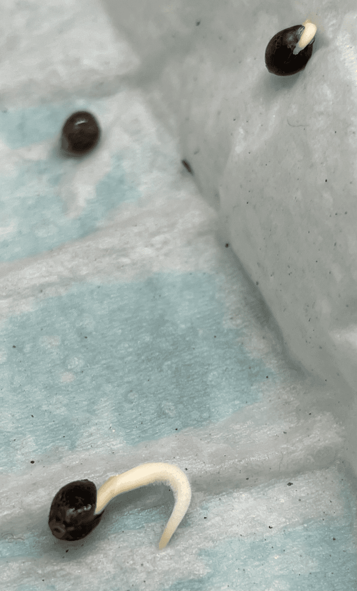 TempImageQNsFlB