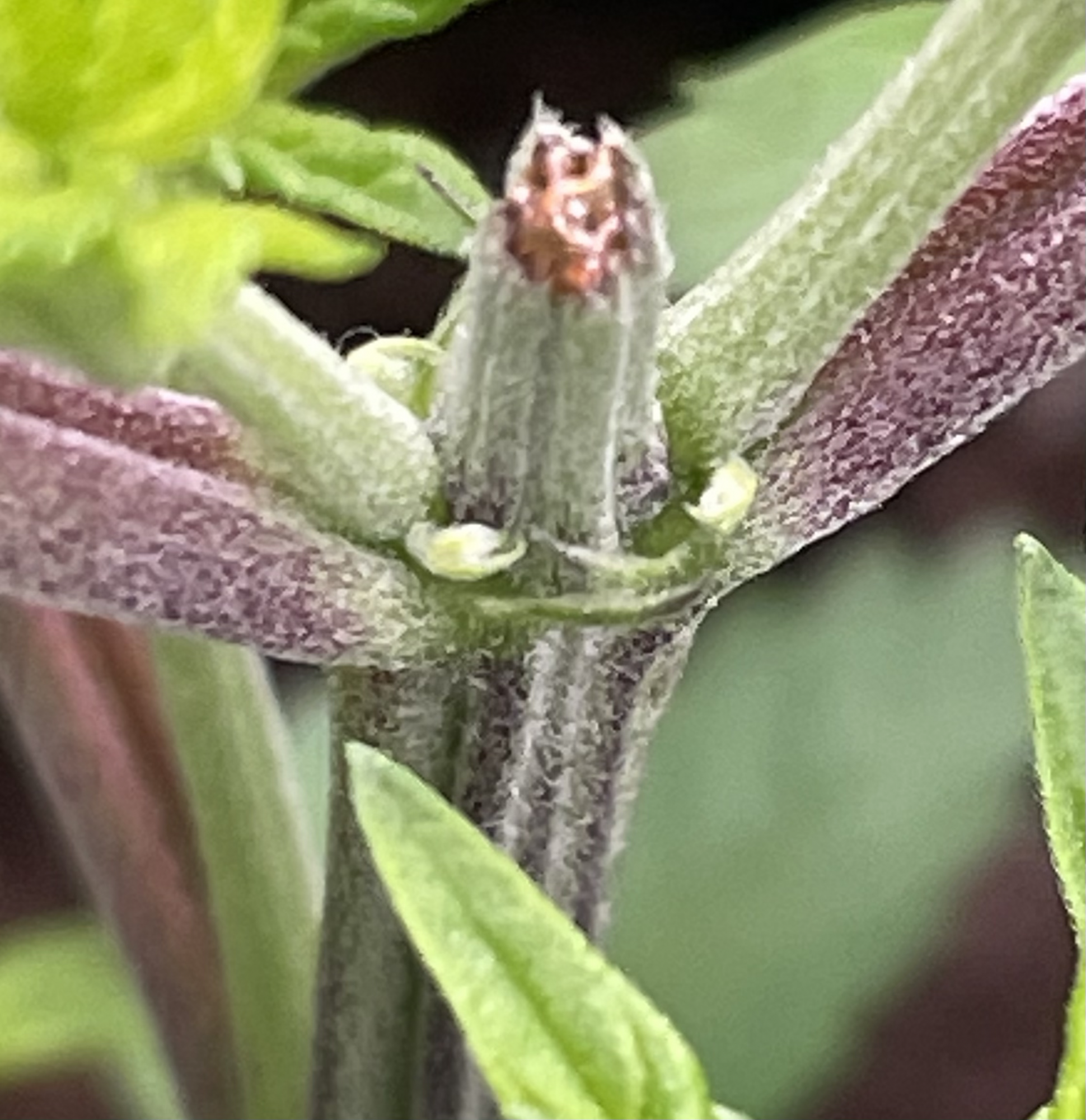 TempImageTsGSX8
