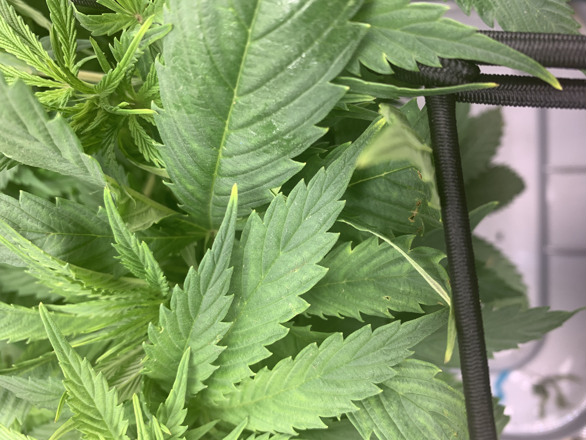 TempImagezb5F1K