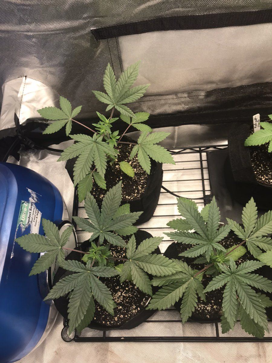 Tengu seed co tropfrost and frostette grown from seed with spiderfarmer sf2000 12