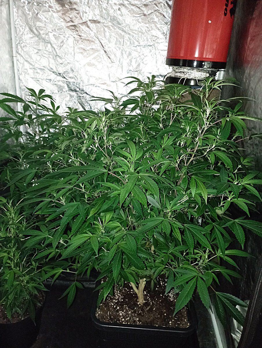 Tent25