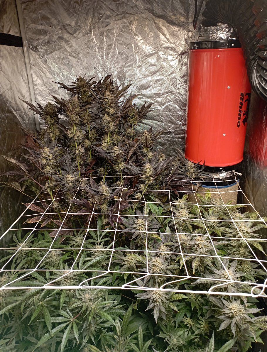 Tent 85