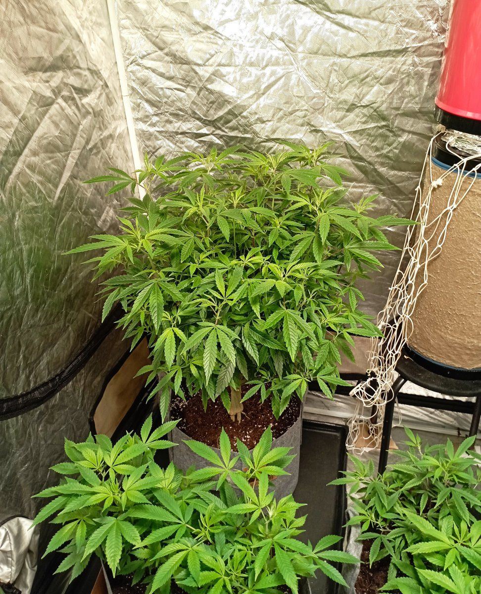 Tent flower week1