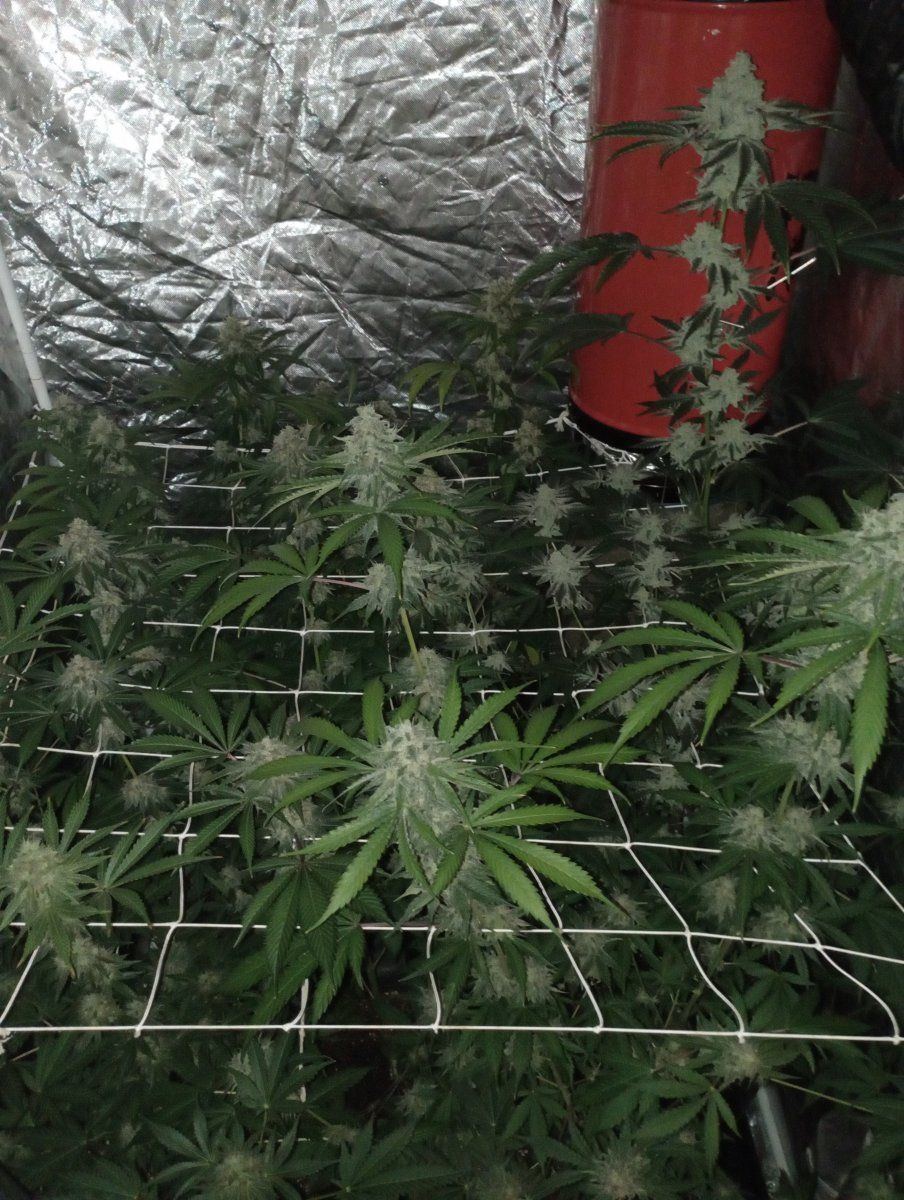 Tent