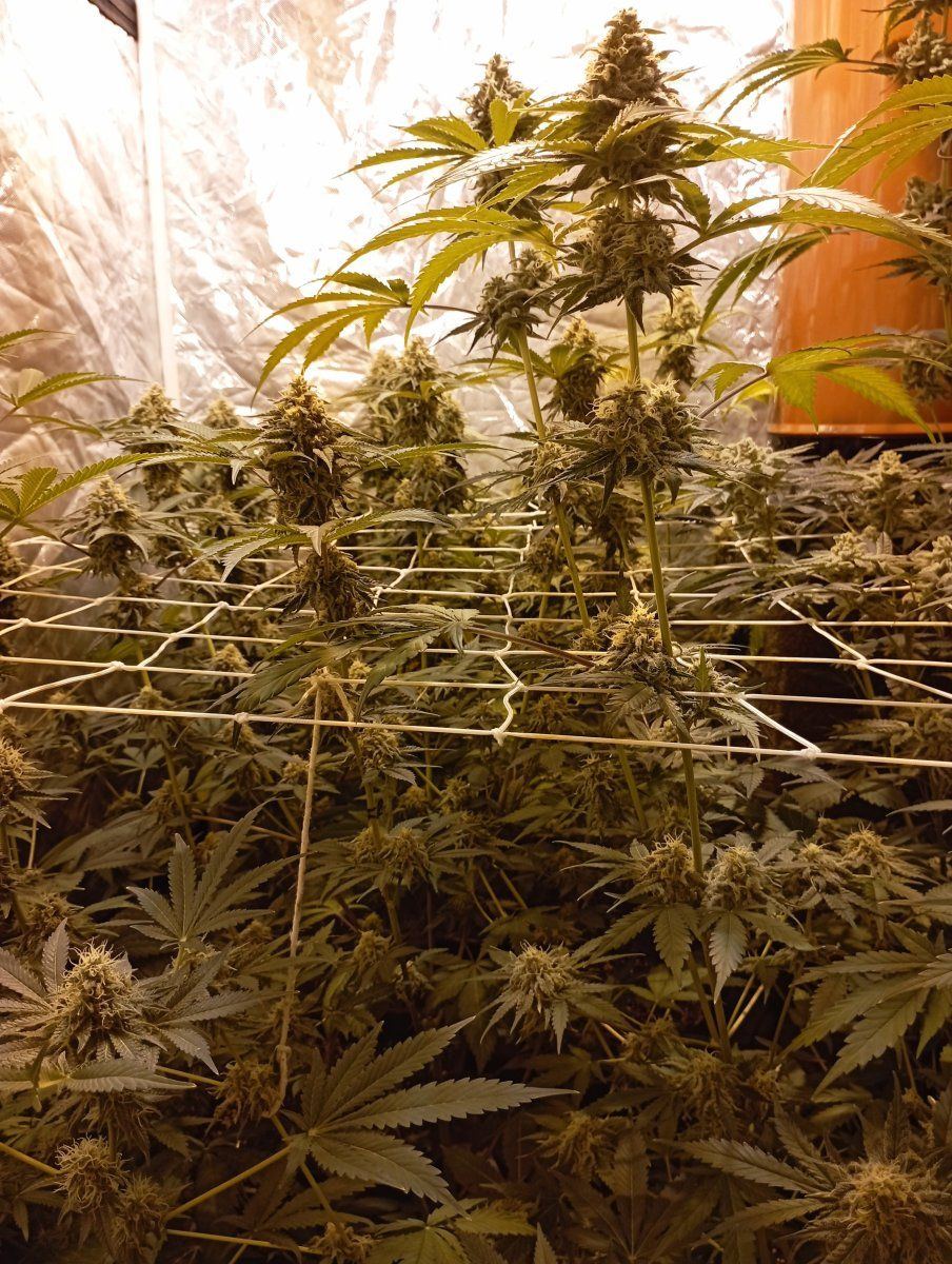 Tent