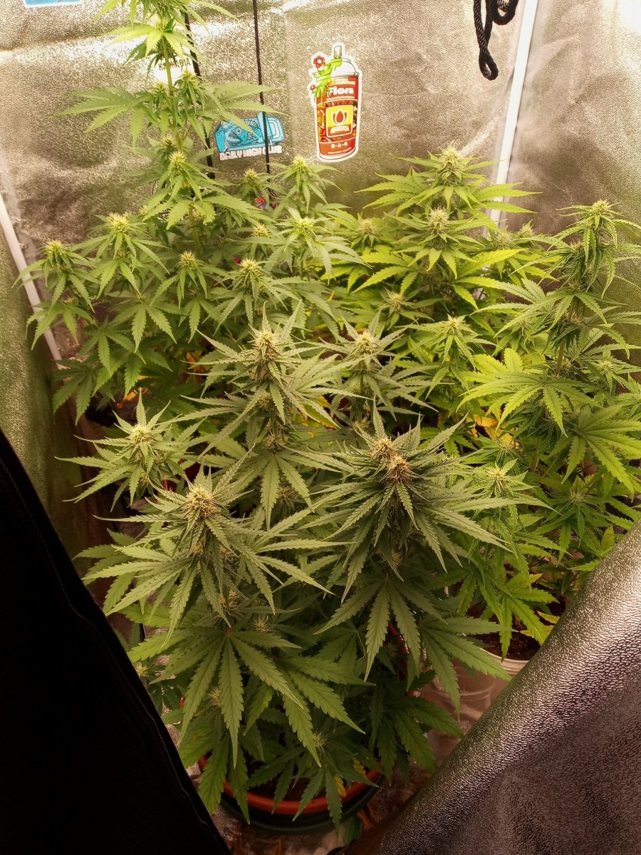 Tent