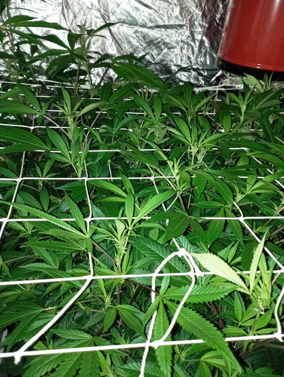Tent week 2f