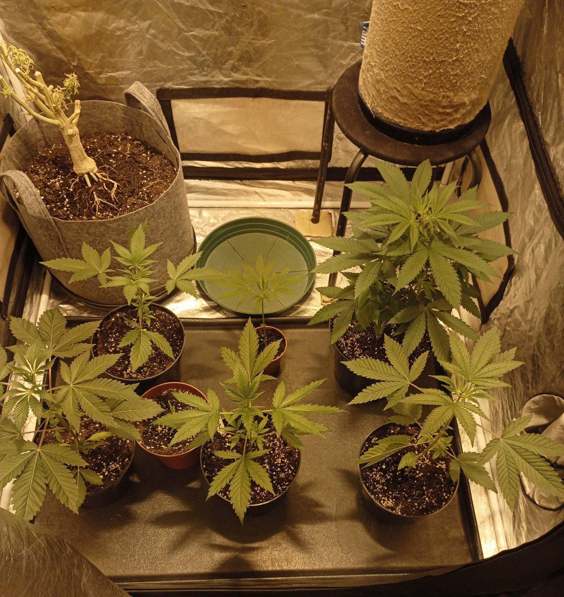 Tent week 4