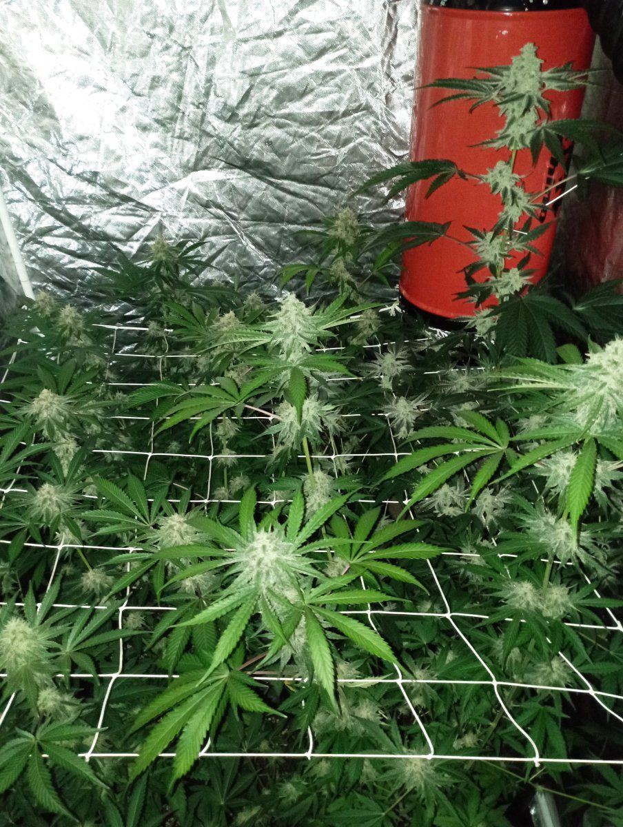 Tent week6