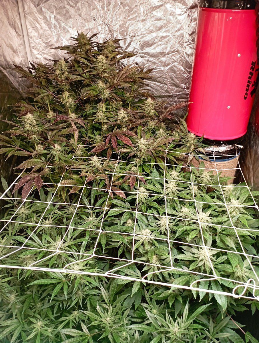 Tent wk6