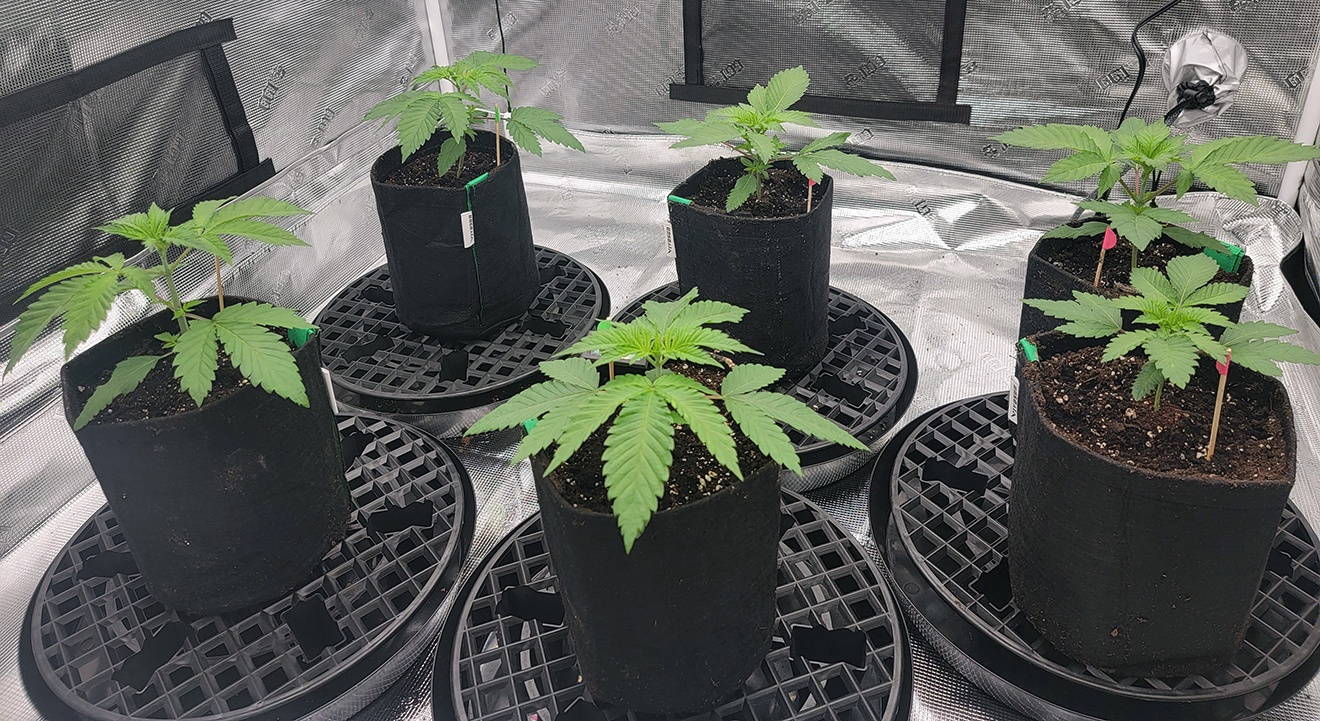 Tent030