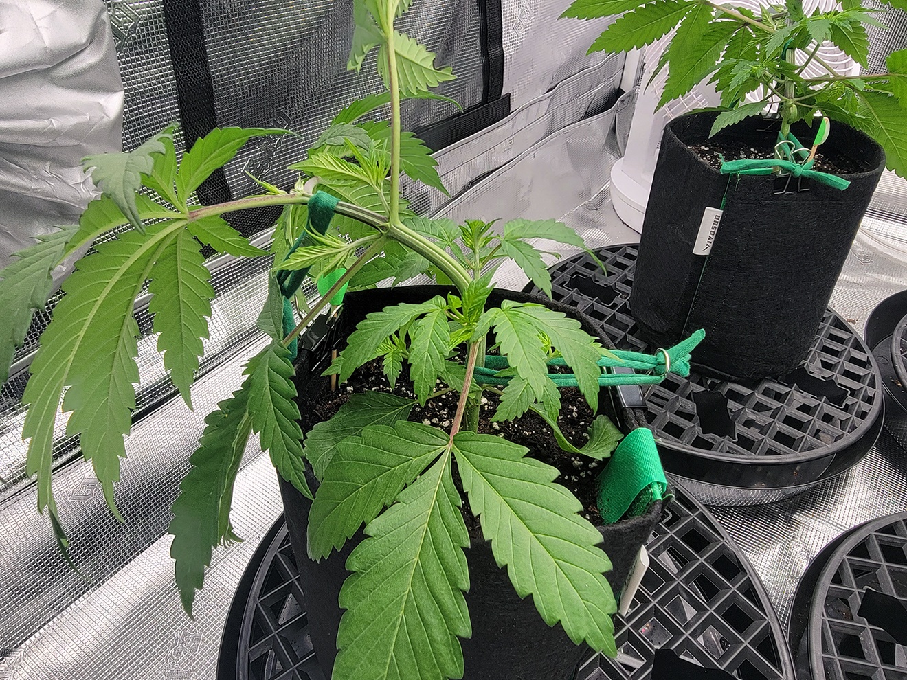 Tent038