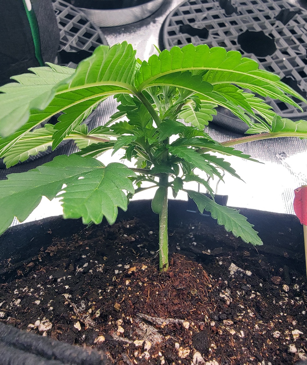 Tent039