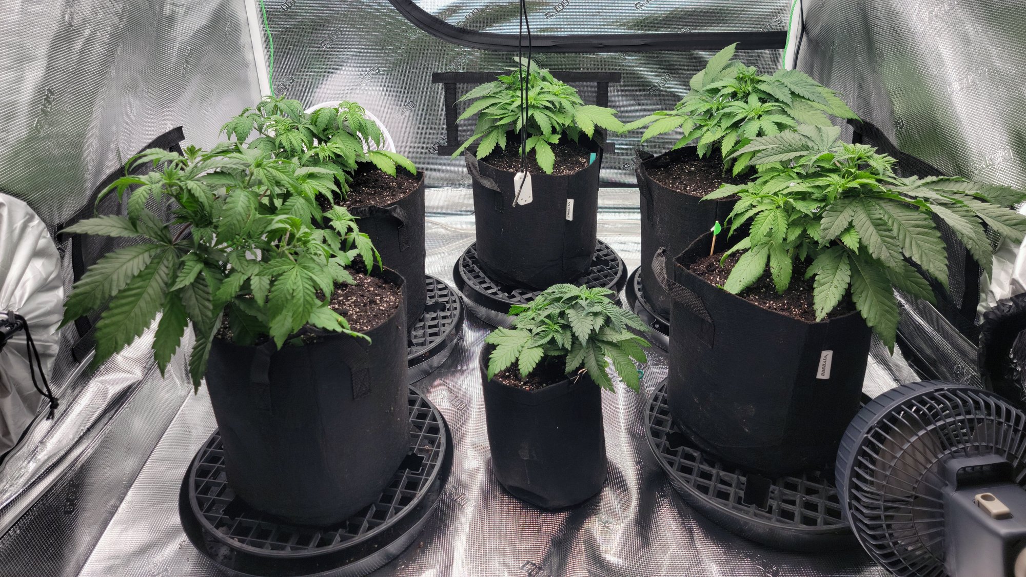 Tent050