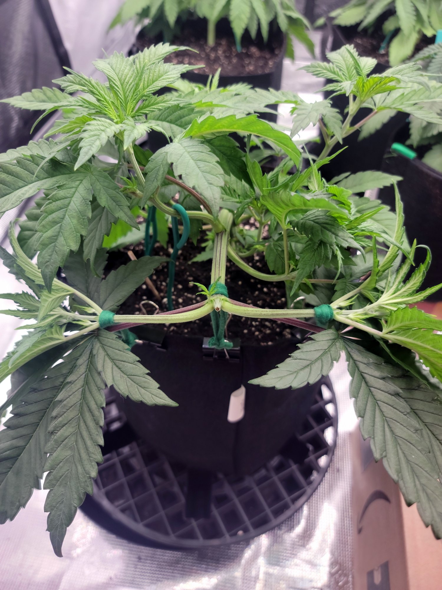 Tent052
