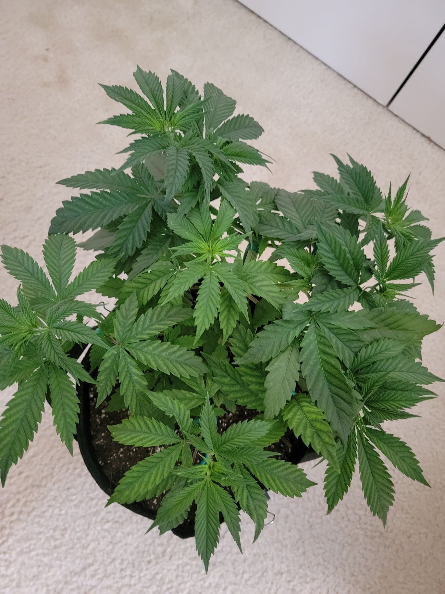 Tent056
