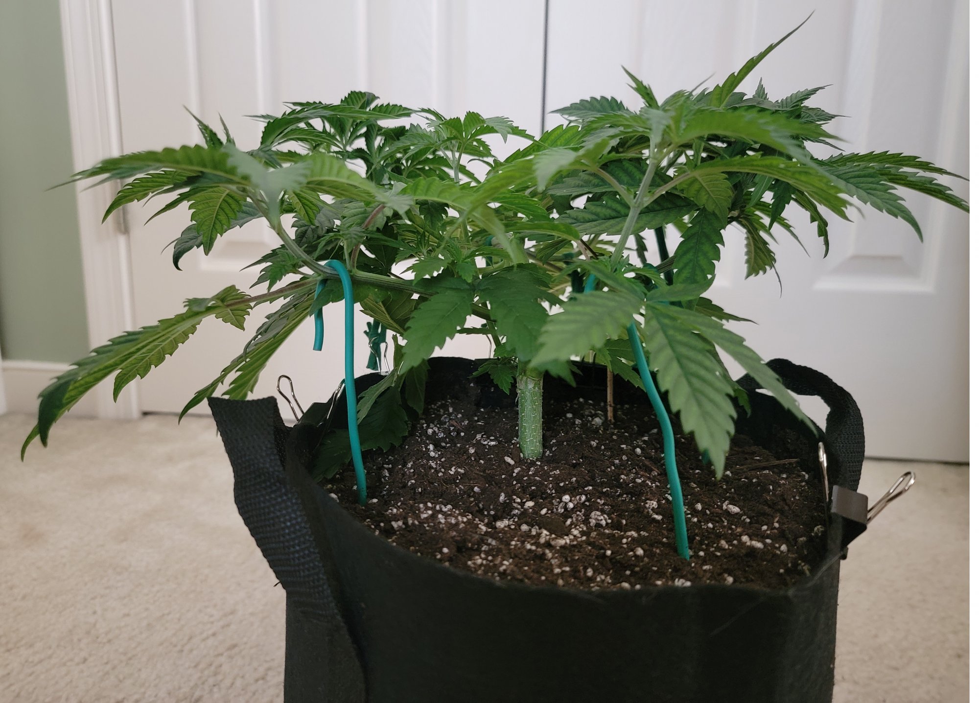 Tent057