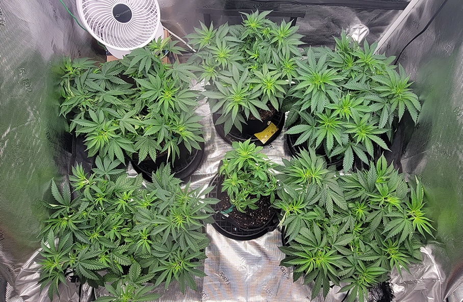 Tent071