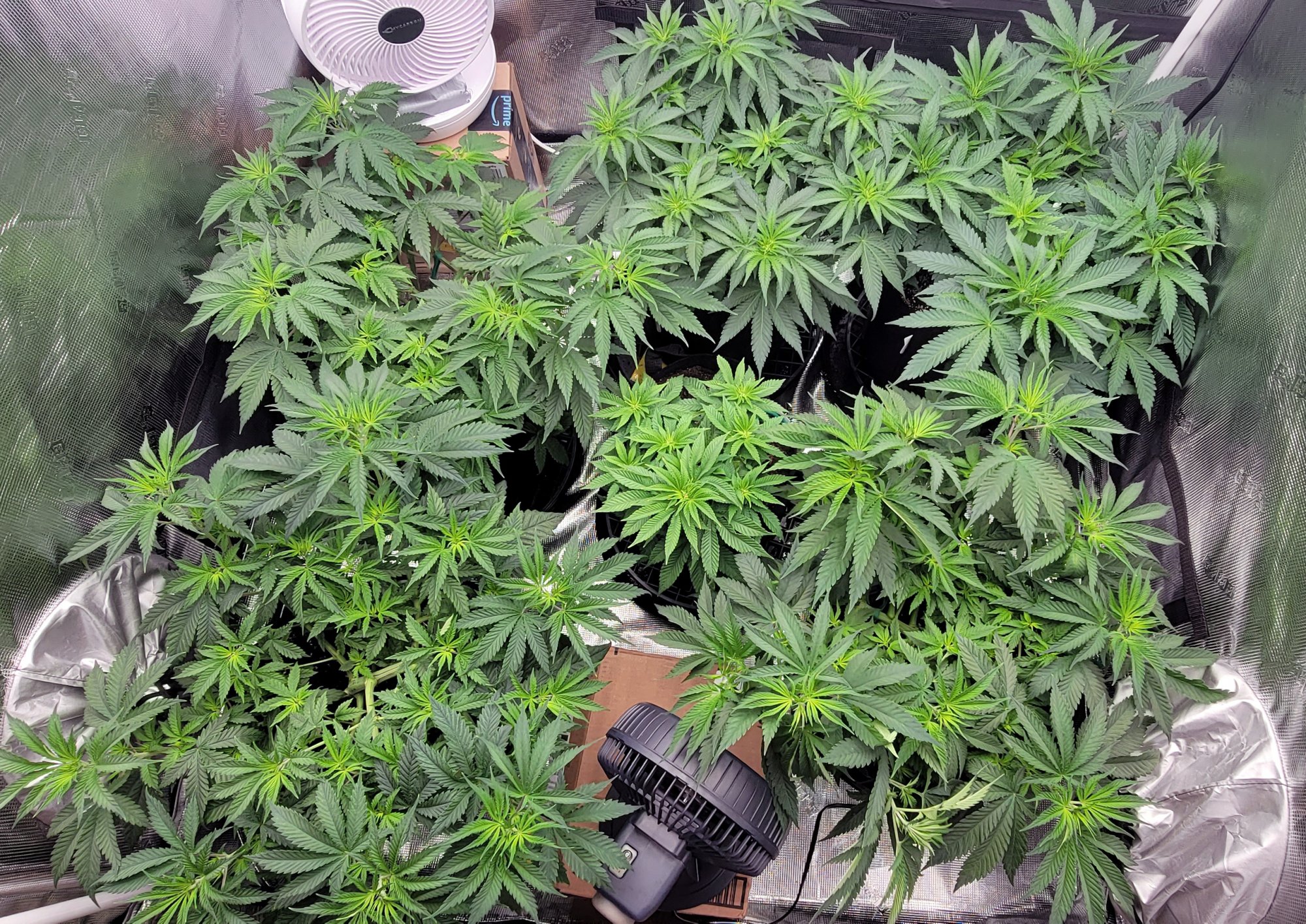 Tent077