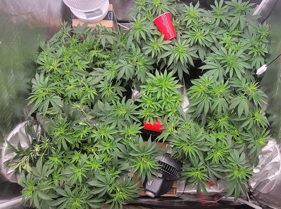 Tent079