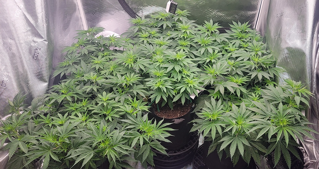 Tent084