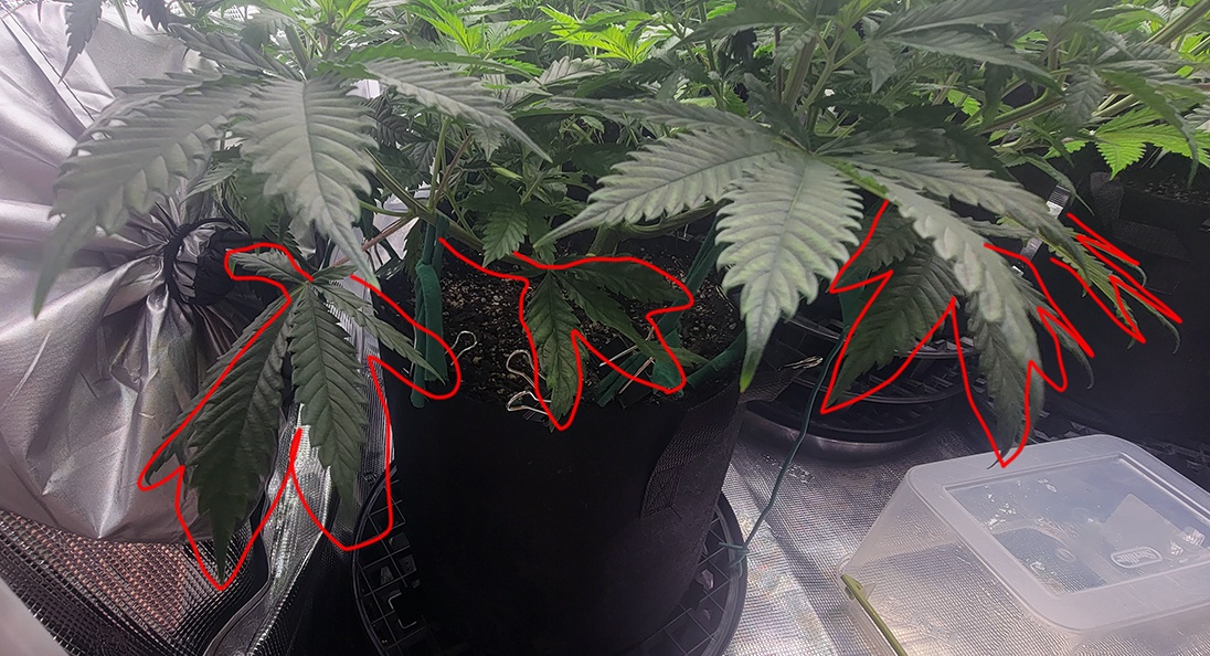 Tent085