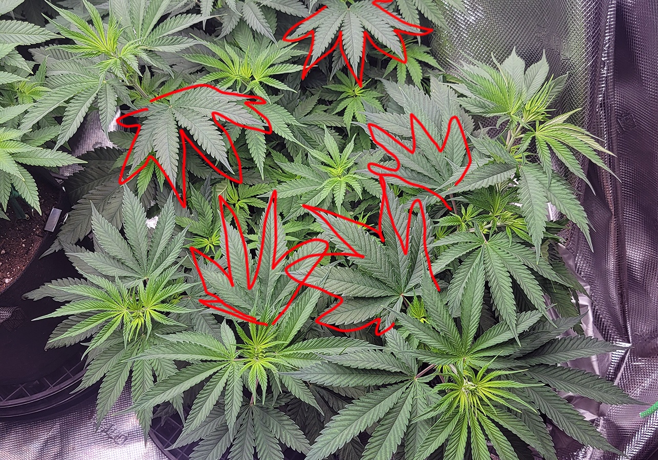Tent086