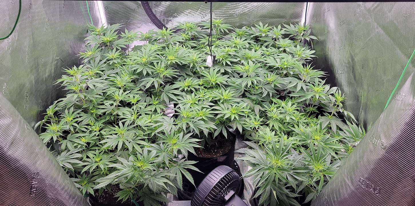 Tent092