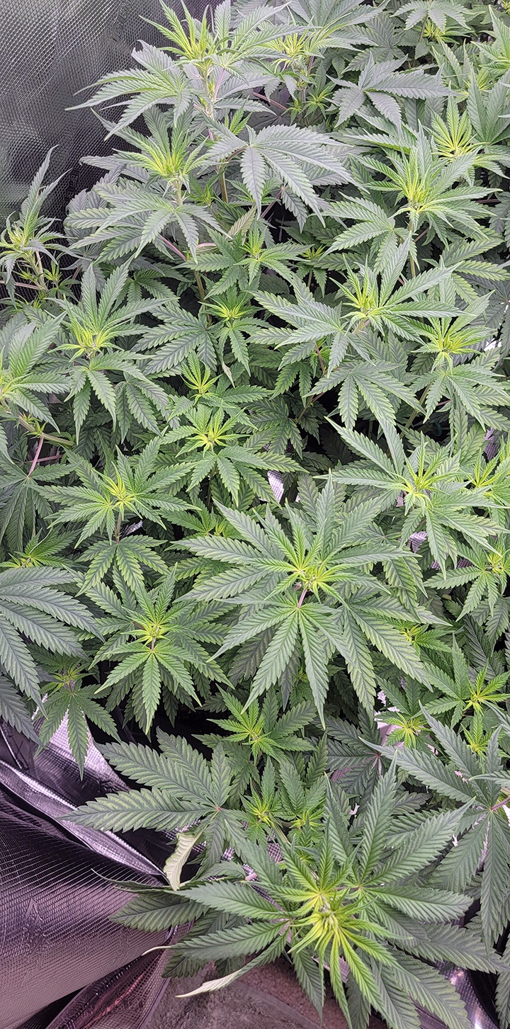Tent093