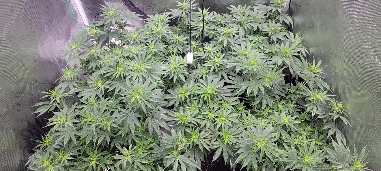 Tent098
