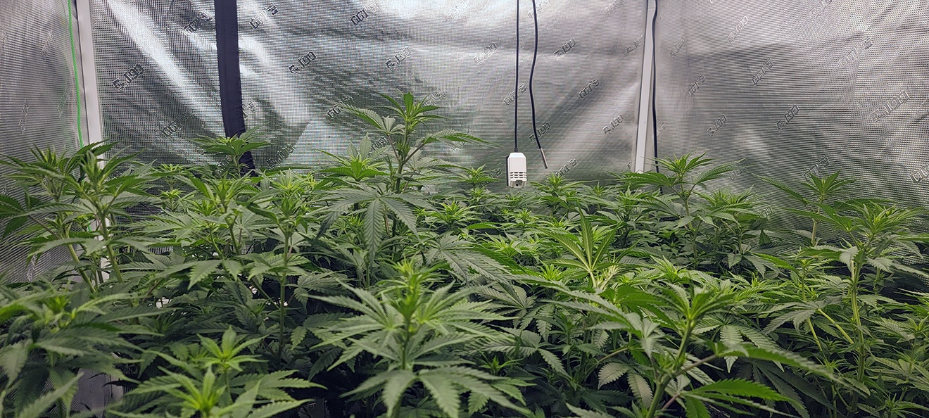 Tent099