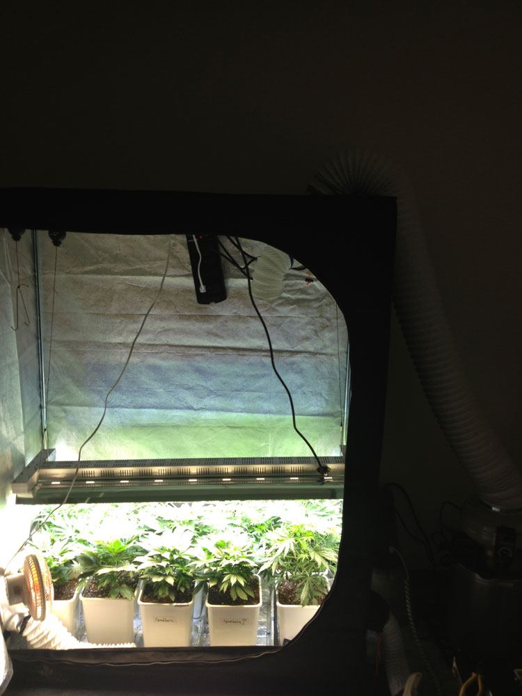 Tent1