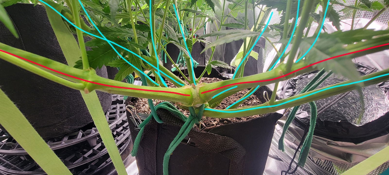 Tent104