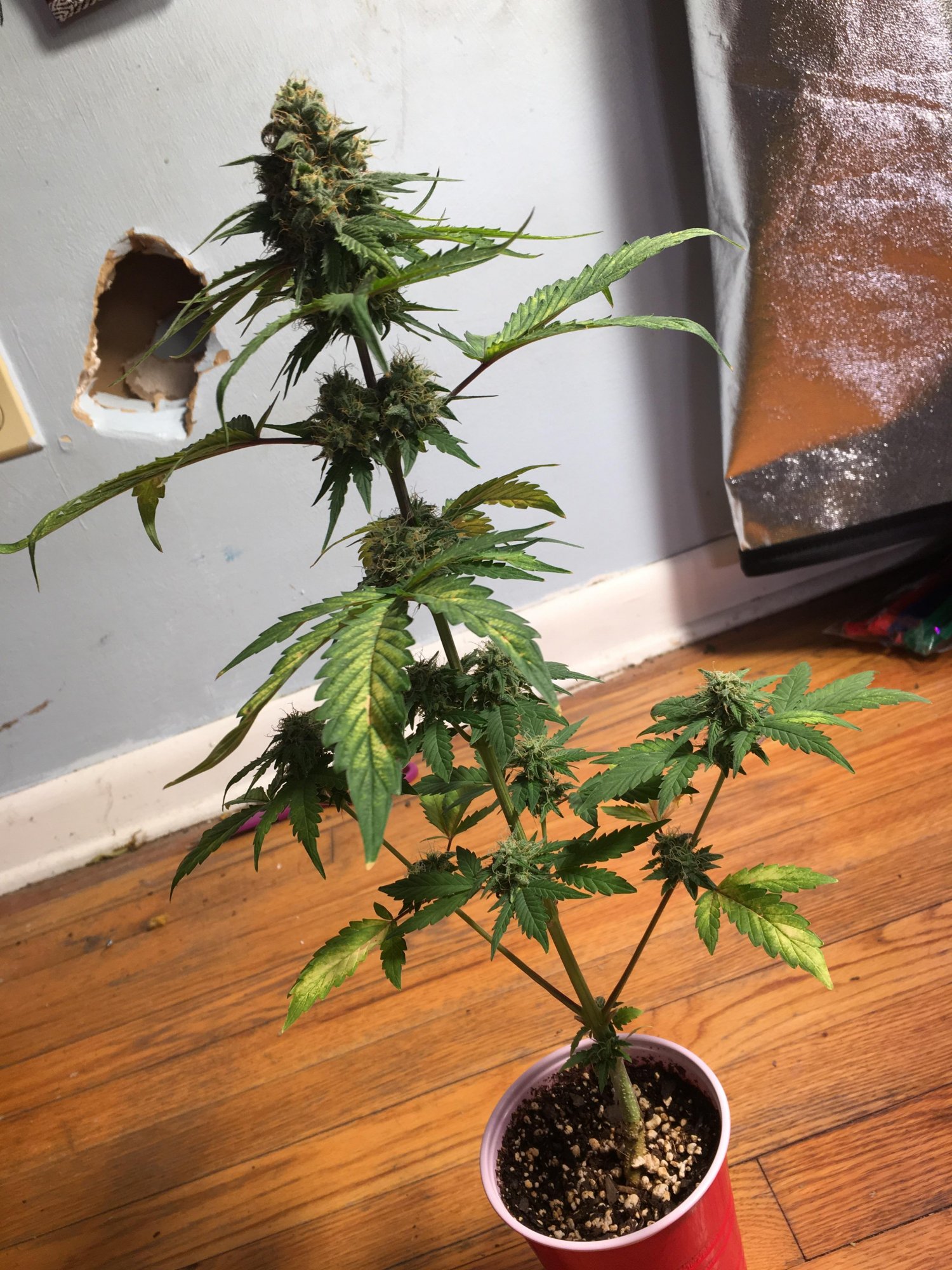 Tent108